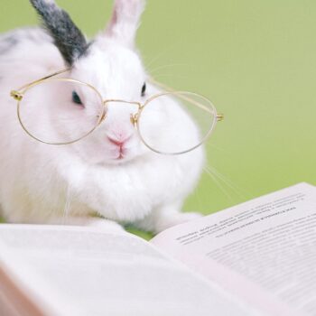 Alter Hase